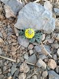 Draba rosularis